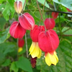 Abutilon Megapotamicum - Abutilon Du Grand Fleuve.
