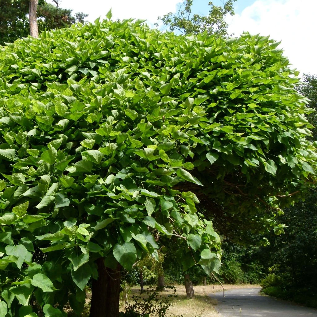 Catalpa Bignonioides Nana - Catalpa Boule