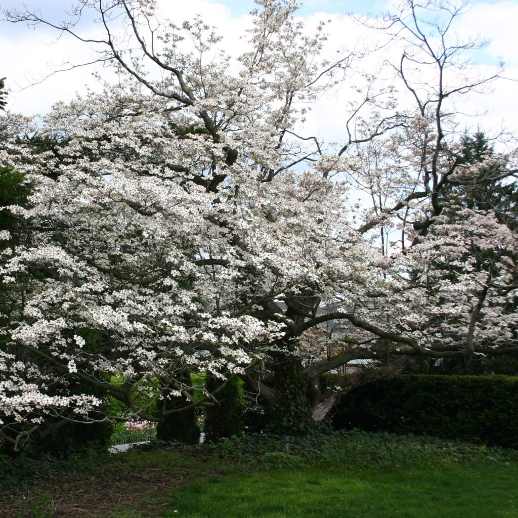 Cornus Florida - Cornouiller à Fleurs D'Amérique