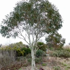 Eucalyptus Niphophila - Gommier Des Neiges