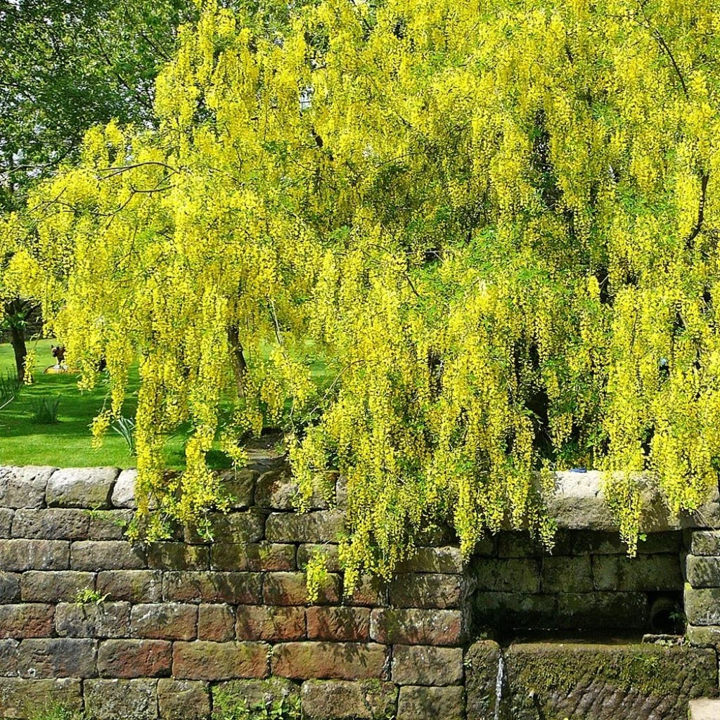 Laburnum Alpinum Pendulum - Cytise Des Alpes